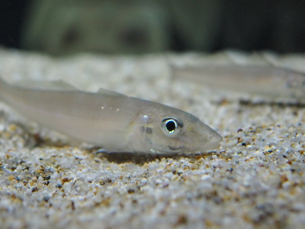 キスってどんな魚？