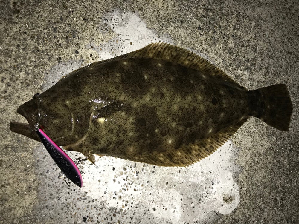 ローリングベイトで釣れる魚は？