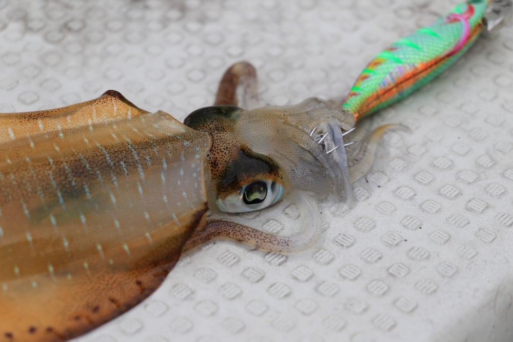 エメラルダスにもマグシールド搭載