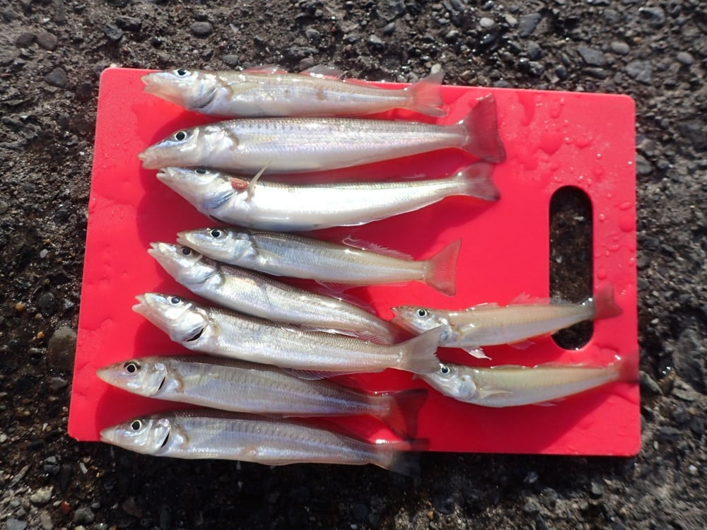投げ釣り用リールにもマグシールドが搭載！