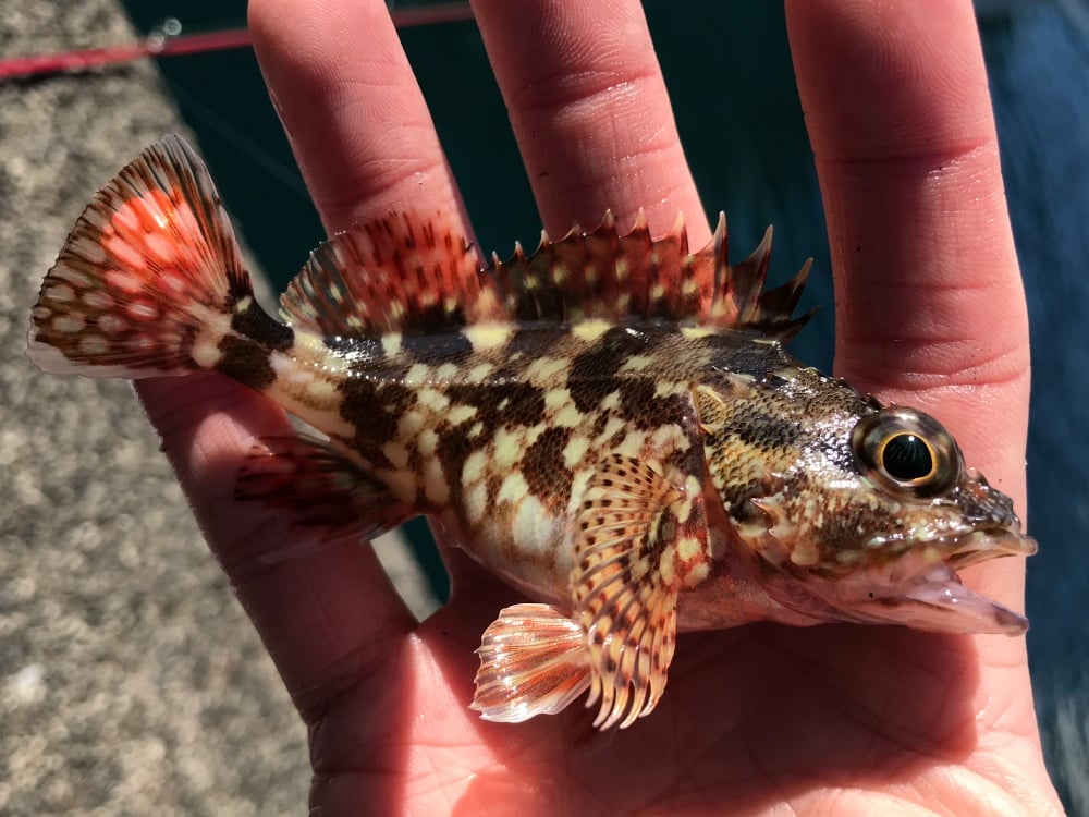 堤防釣りの定番ゲストのカサゴ