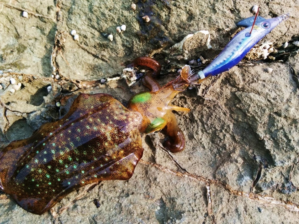 エギングってどんな釣り？