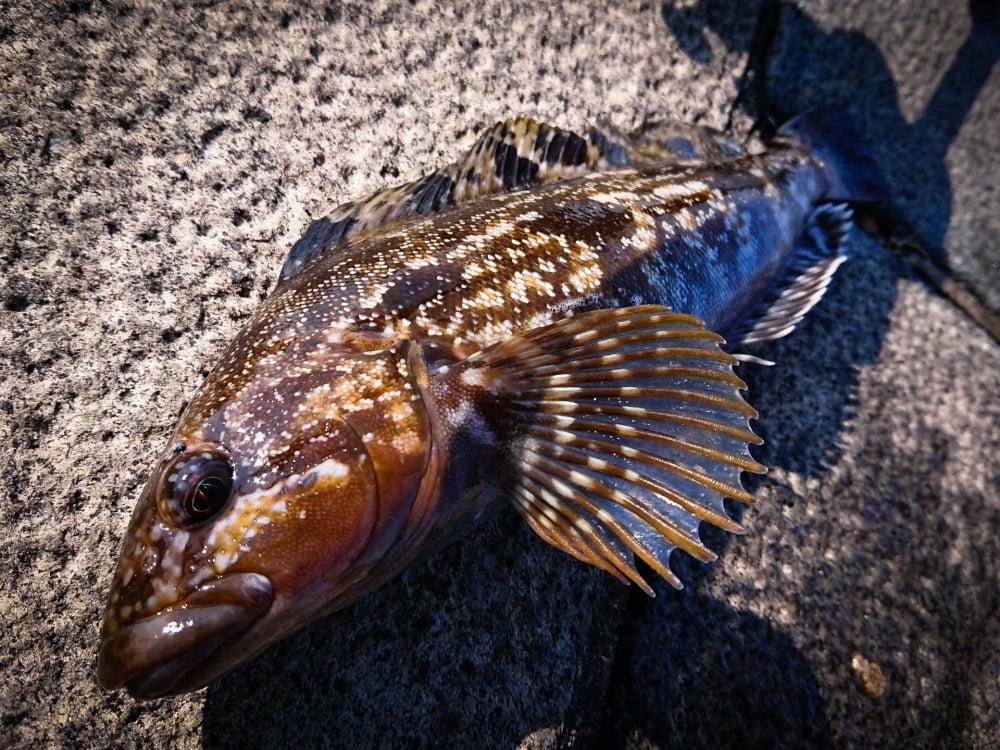 アイナメ釣りで釣果を伸ばすコツとは