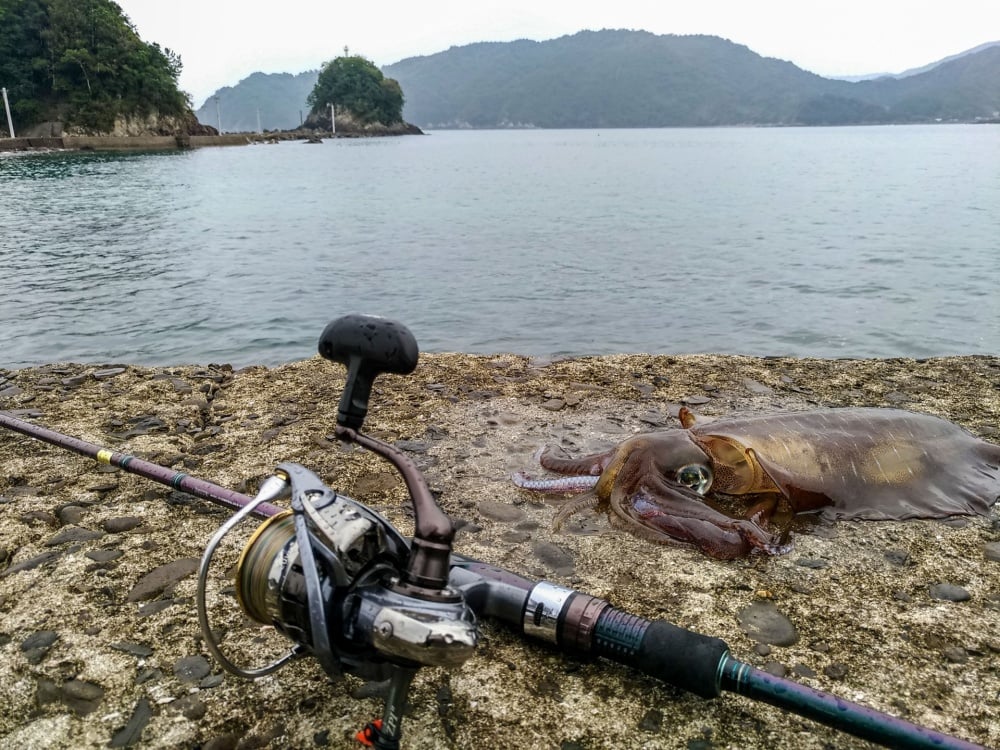 ダイワのお気に入りのエギングロッドを見つけよう