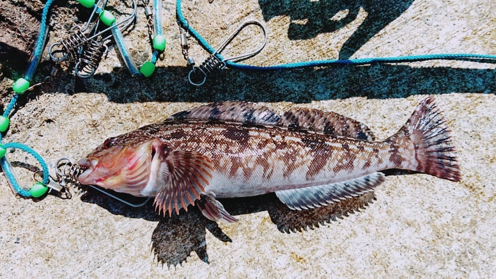 アイナメ釣りを楽しもう