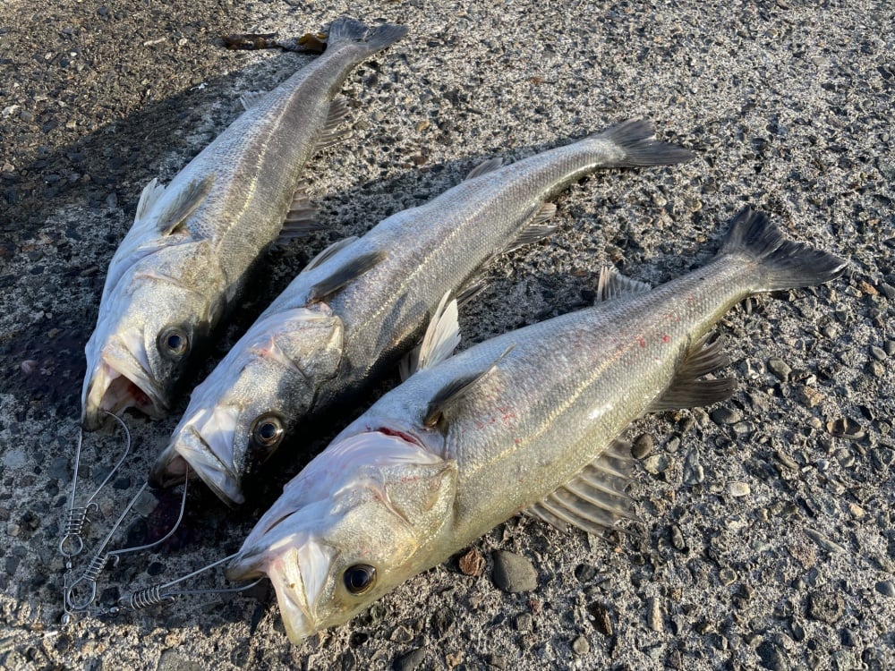 鉄板バイブを使いこなして釣果をあげよう！