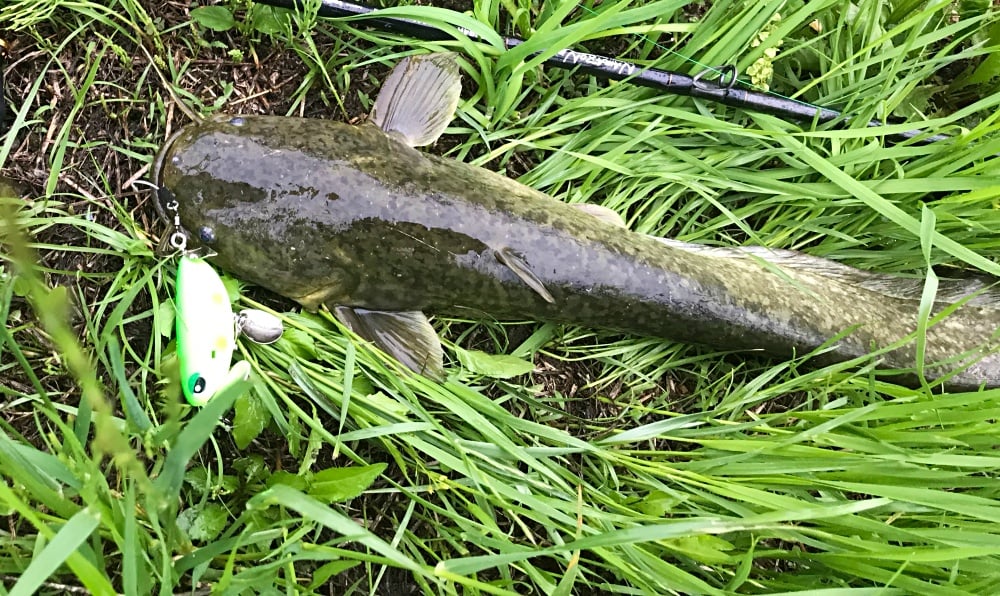 ナマズ釣りの魅力