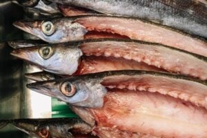 カマスの生態や特徴は？