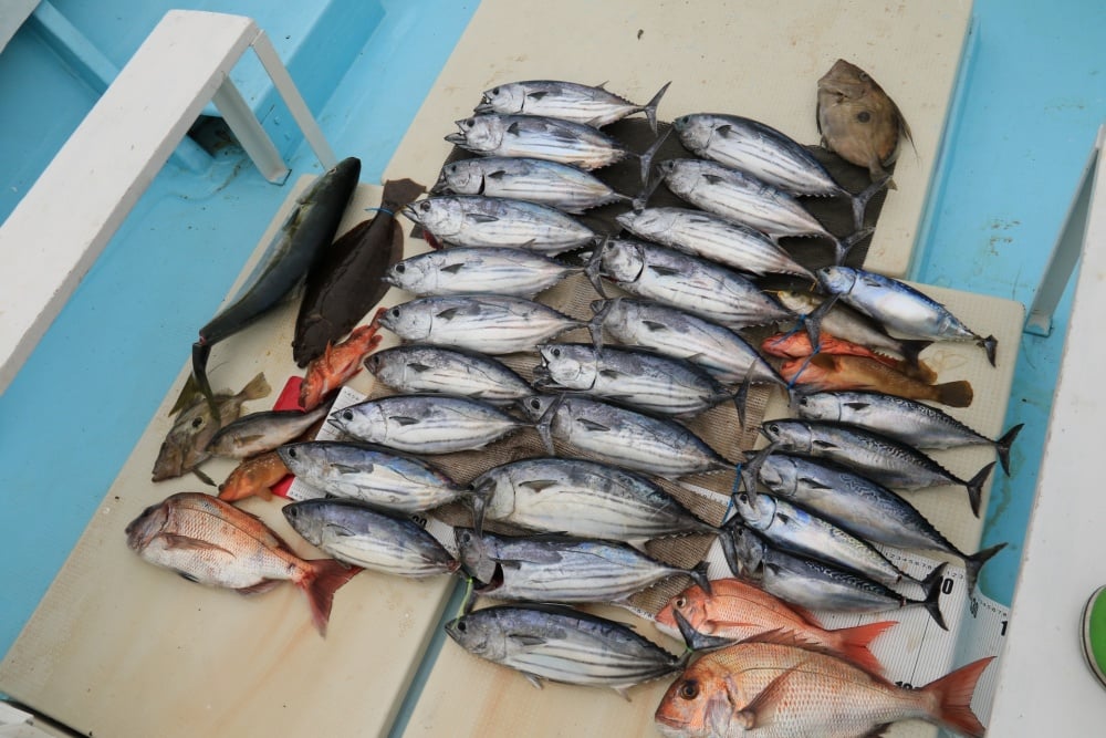あらゆる魚種をカバーするクロステージシリーズ