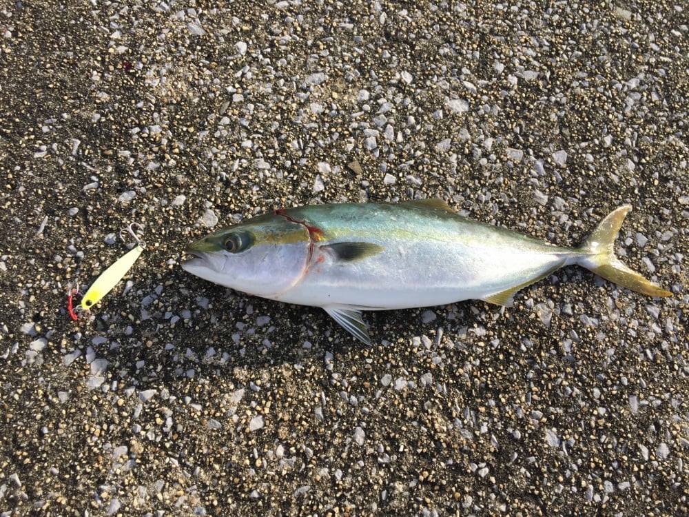 ライトショアジギングってどんな釣り？