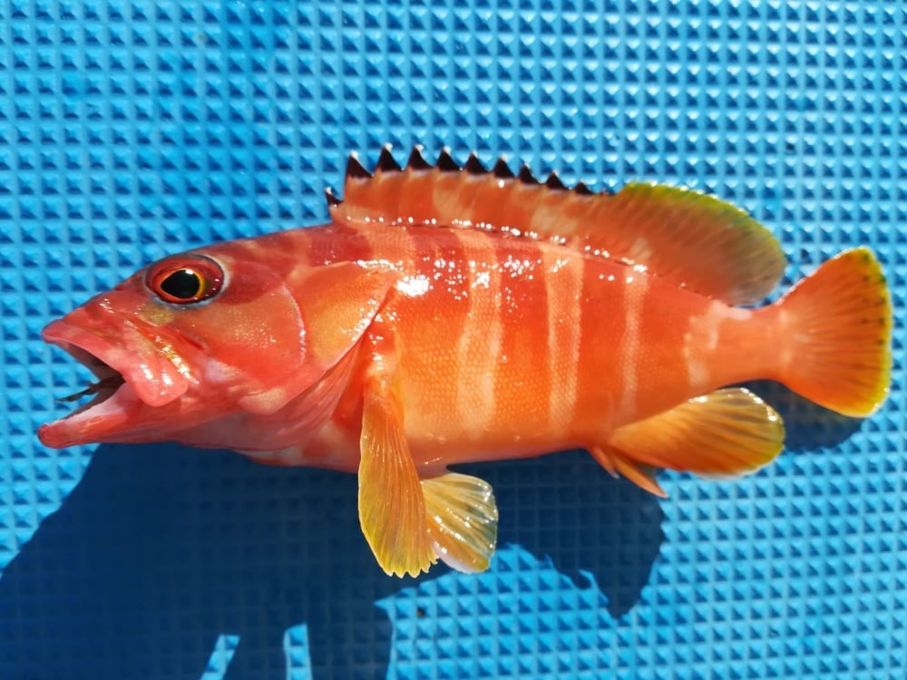 ソルパラのライトジギングモデルは根魚もターゲット