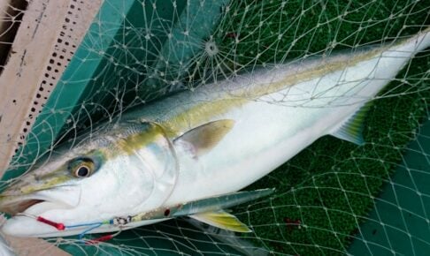 ジギングってどんな釣り?