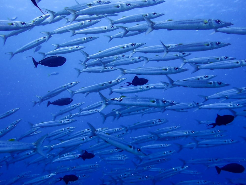 カマスは大群で回遊する魚