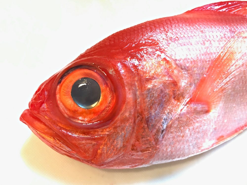 キンメダイの目は特殊な構造をしています