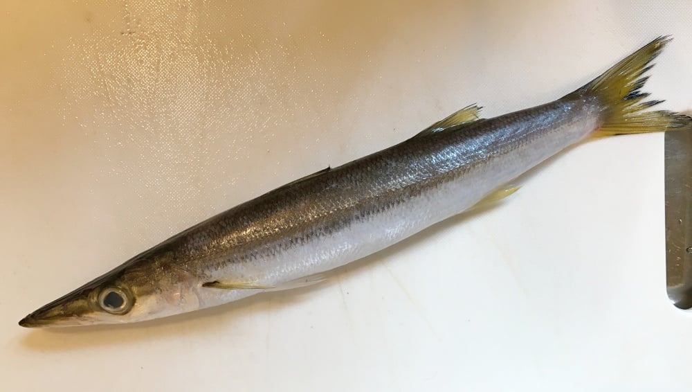 アカカマスは別名「本カマス」