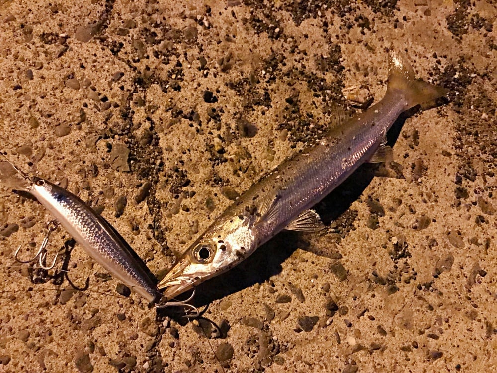 釣りのターゲットとしても面白いカマス