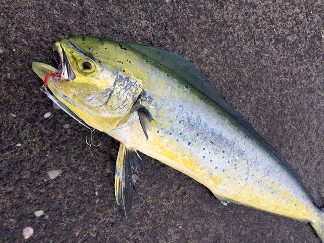シイラはハワイではマヒマヒと呼ばれる高級魚