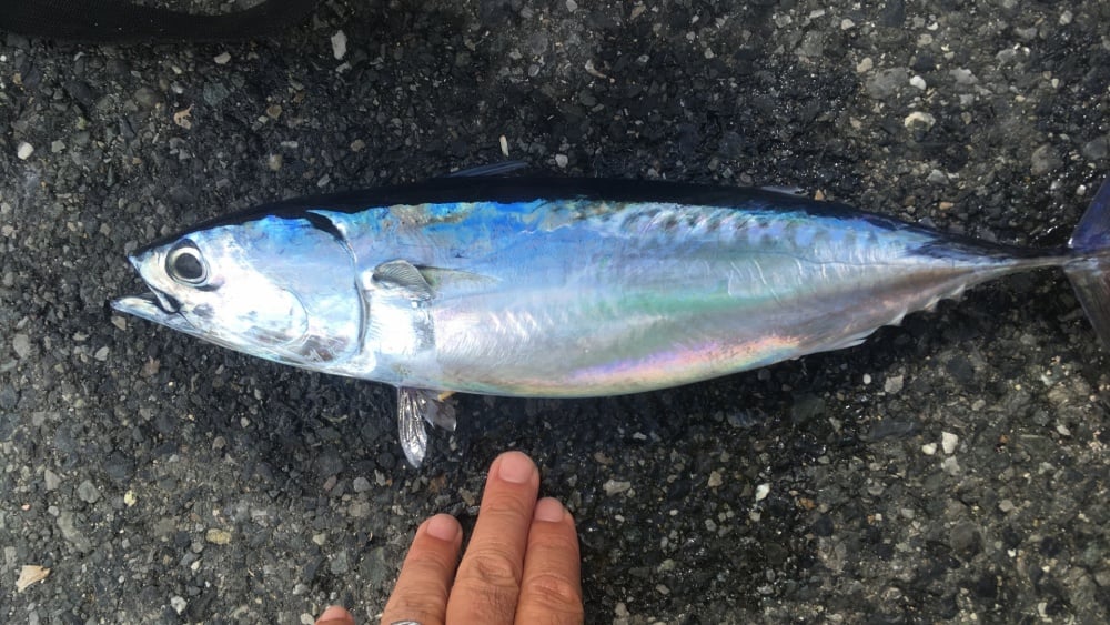 ライトショアジギングは大人気の釣り！