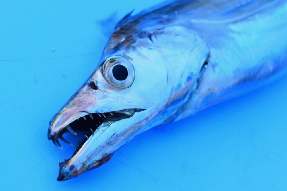 太刀魚ワインドの釣り方を解説