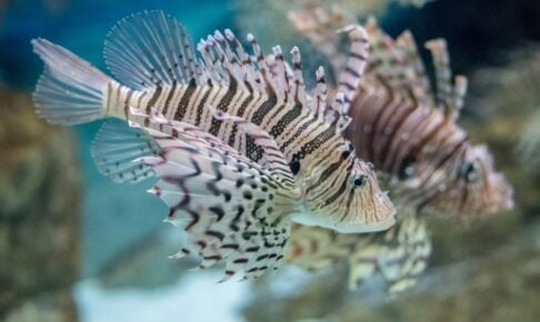 ミノカサゴの生態や見分け方を解説
