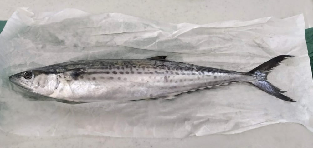 サワラってどんな魚？