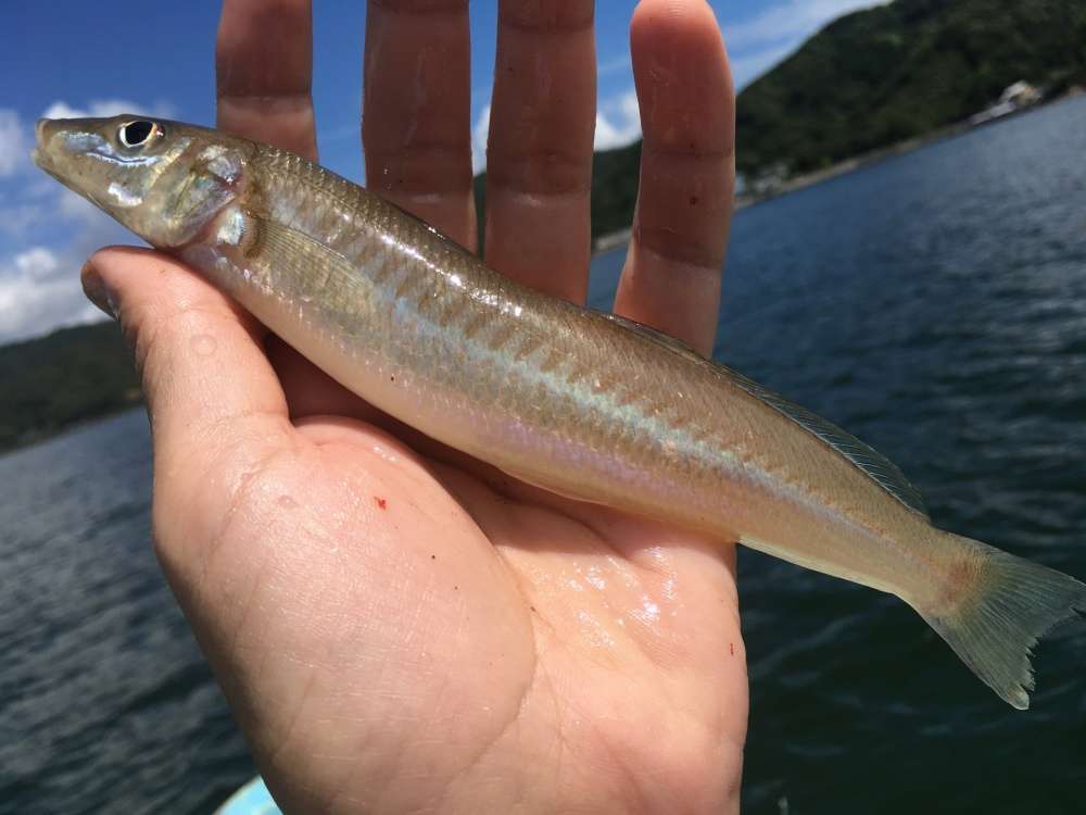 キス釣りは仕掛けにこだわって釣果アップ！