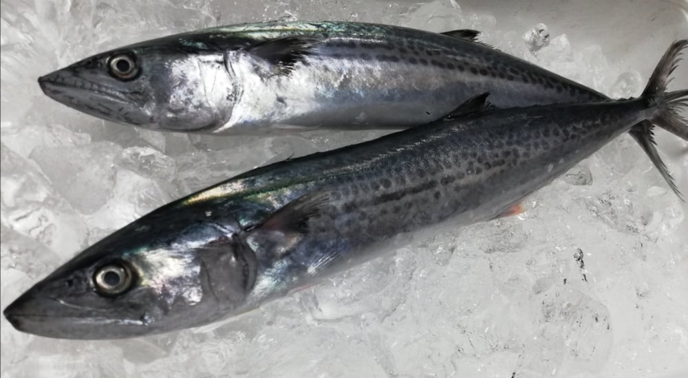 サワラの名前の由来は「狭腹」から