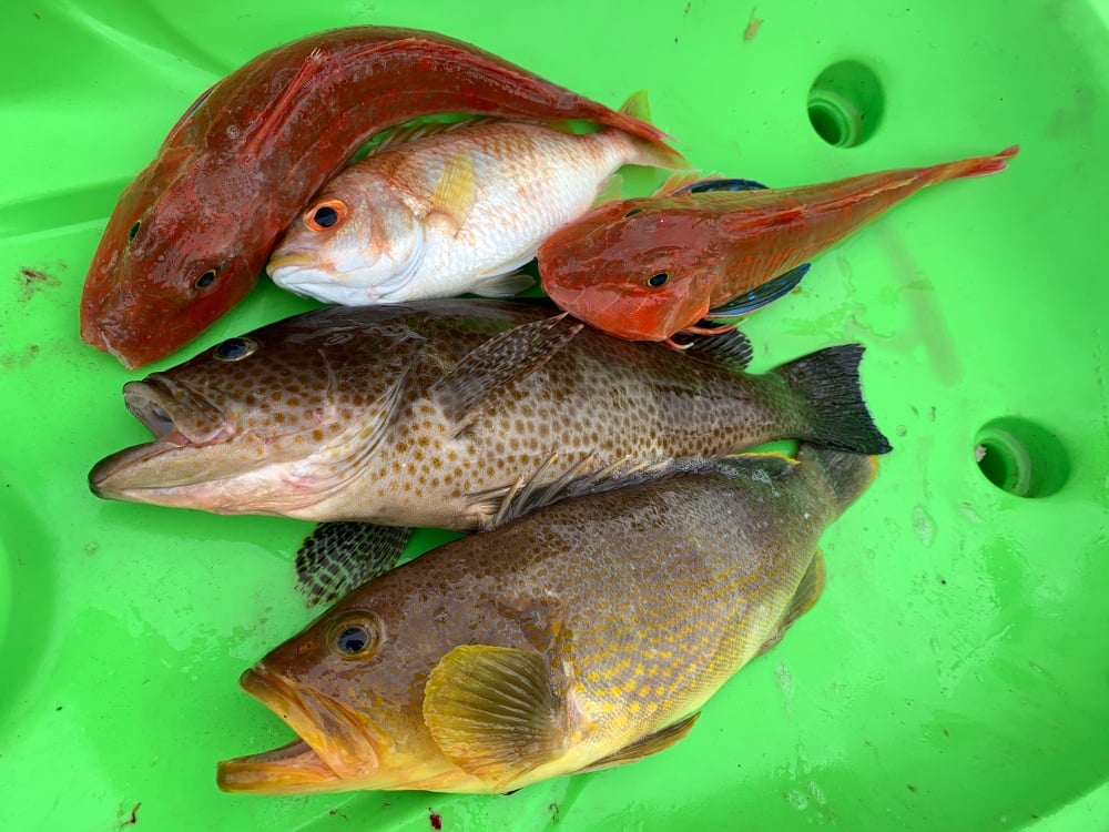 アオハタは高級魚？