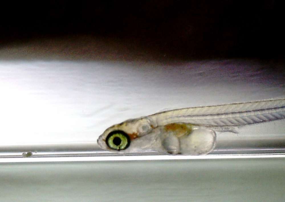 めだかの稚魚の餌はどれがいい？