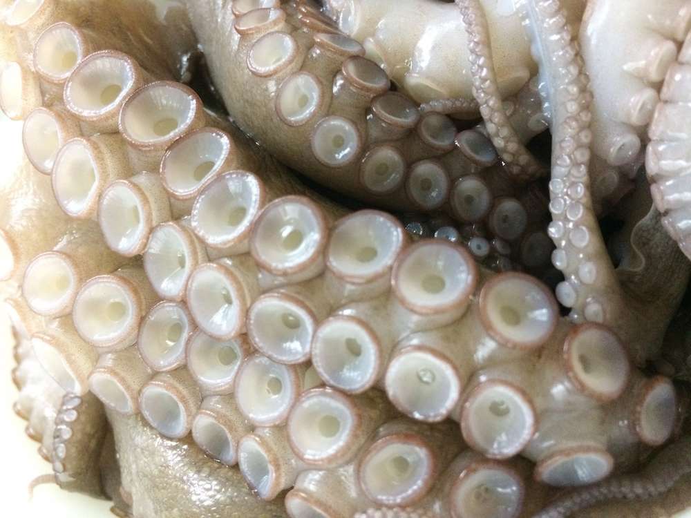 イイダコは美味しい