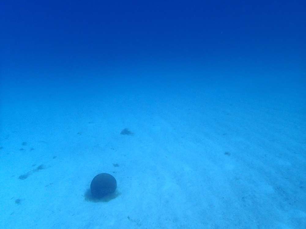 イイダコは砂地を好む