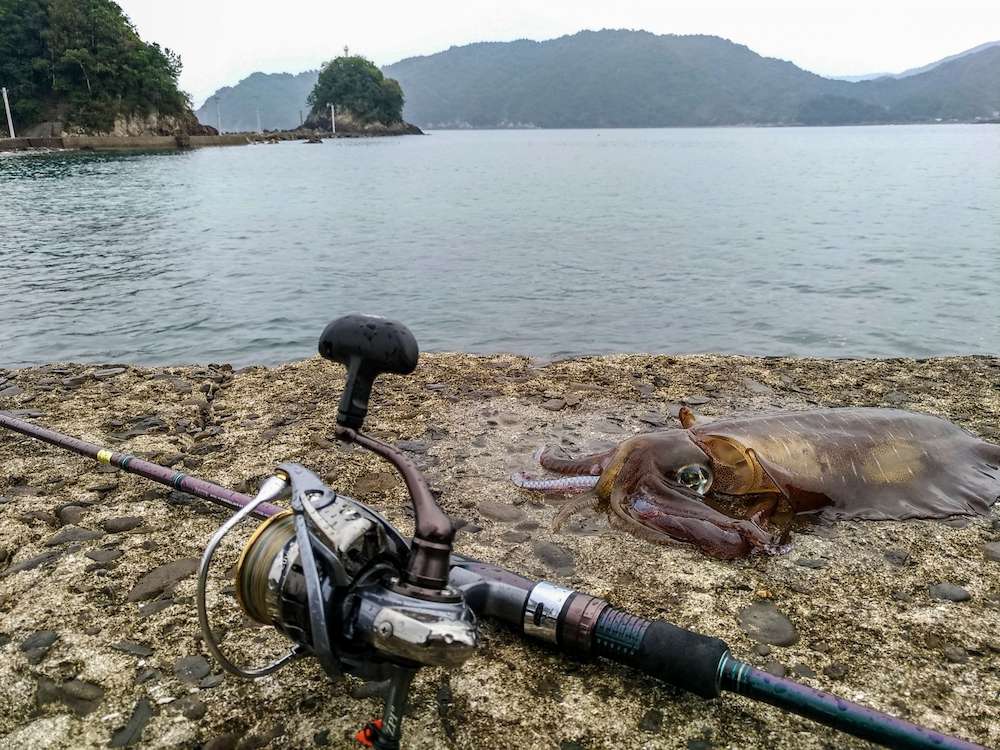 アオリイカの釣り方