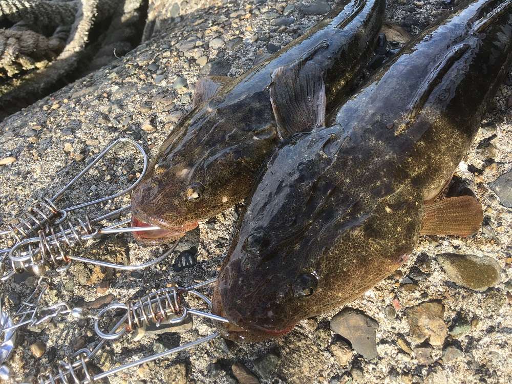 ストリンガーで新鮮に魚を持ち帰ろう