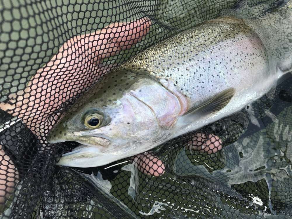レイクジギングで狙える魚