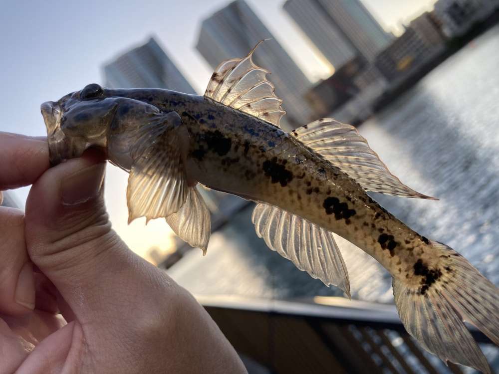 好みのエサでハゼ釣りをエンジョイ