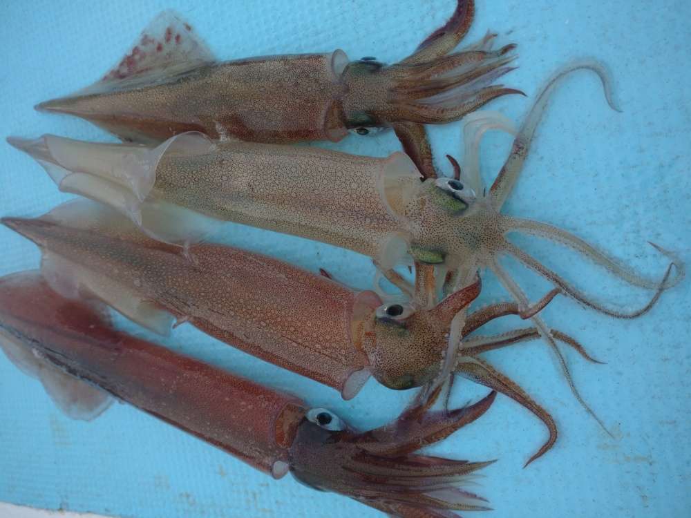 ハゼ釣りにはイカの切り身も使える