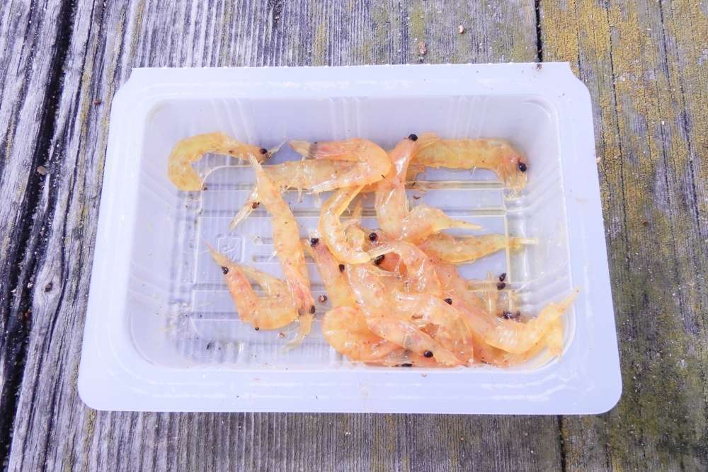 ハゼ釣りの餌としても優秀なオキアミ