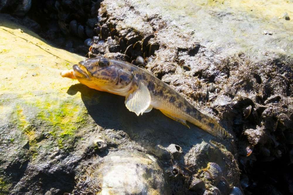 ハゼ釣りの餌は何使う？