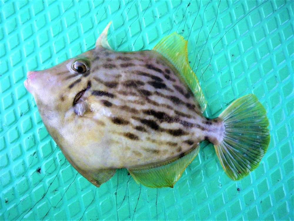 クールラインαⅢはカワハギ釣りにも最適！
