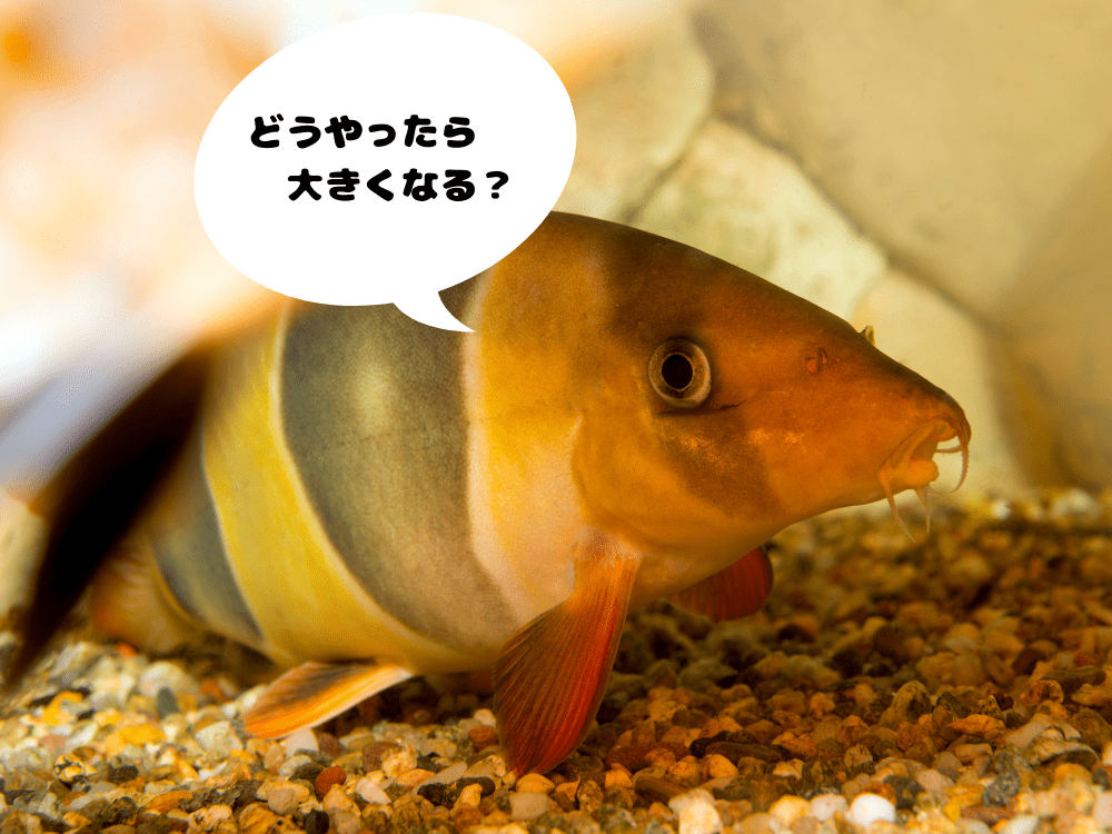 クラウンローチを巨大化させるには
