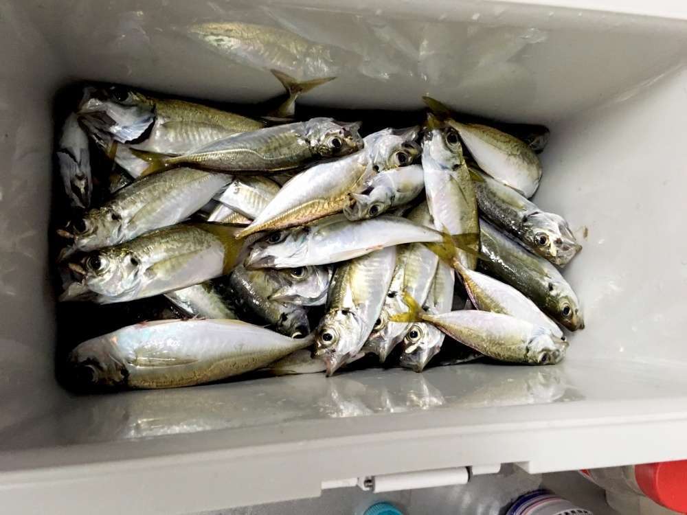 クールラインαⅢの15Lサイズは堤防釣りで大活躍！