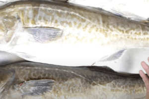 マダラは鍋や白子が絶品の美味しい魚