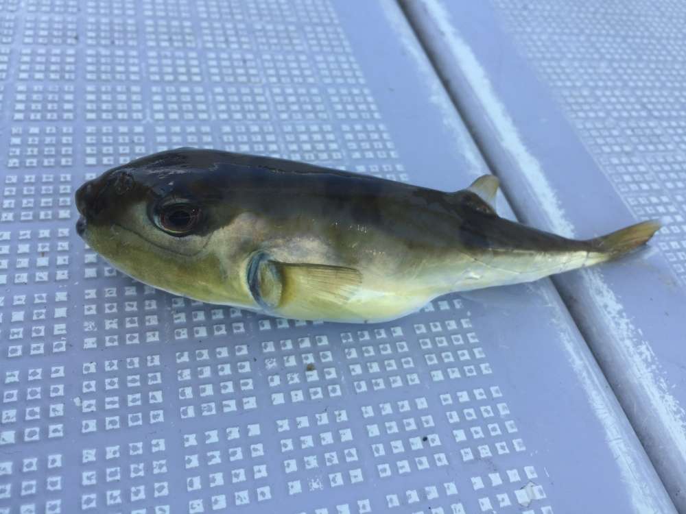 太刀魚テンヤはフグ対策必須