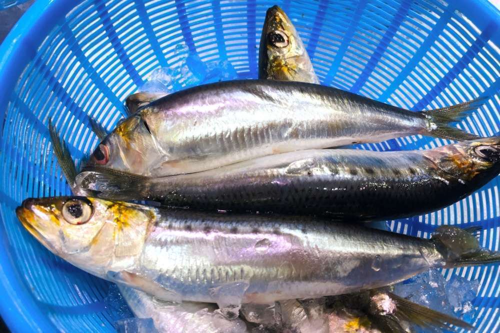 太刀魚テンヤの最強餌