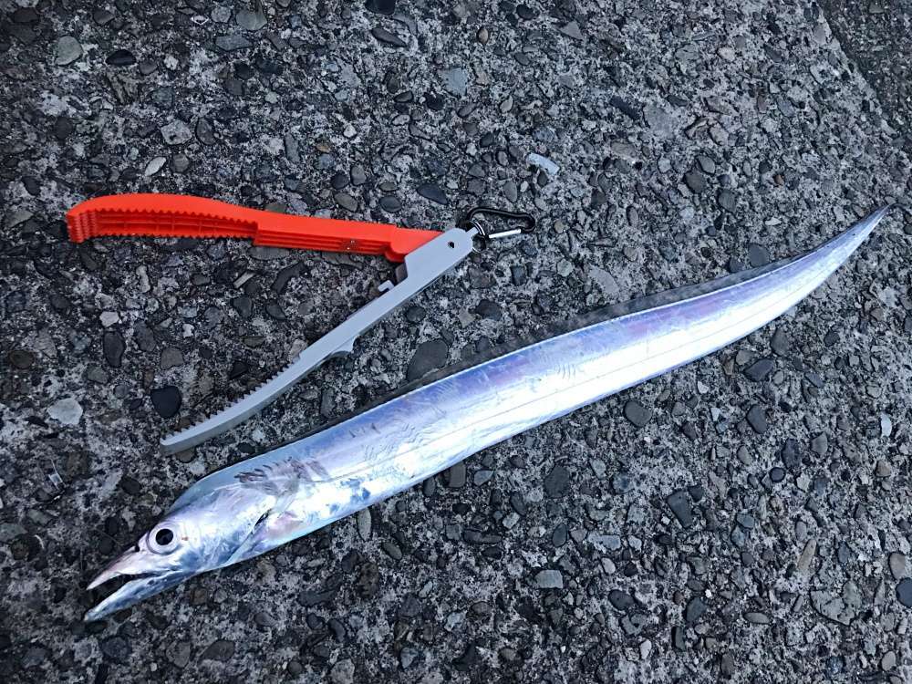 太刀魚テンヤは堤防からも楽しめる