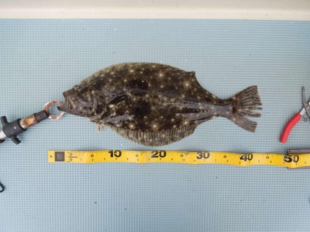 船からの泳がせ釣りでは大物が釣れる可能性も！