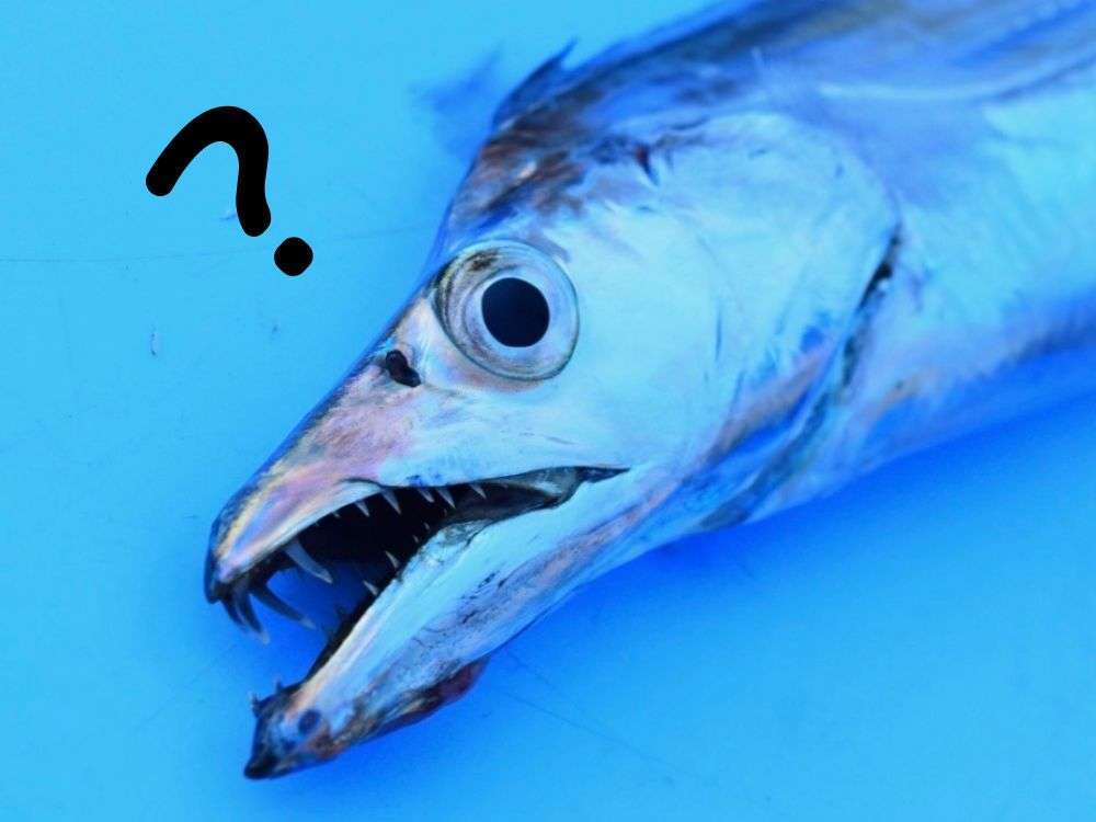 太刀魚テンヤってどんな釣り？