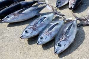 トンジギはビンチョウマグロがメインターゲット