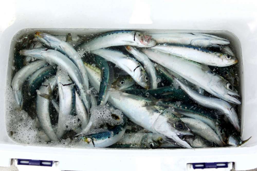 遠投サビキではどんな魚が狙える？