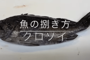 クロソイは刺身や煮付けが美味しい根魚
